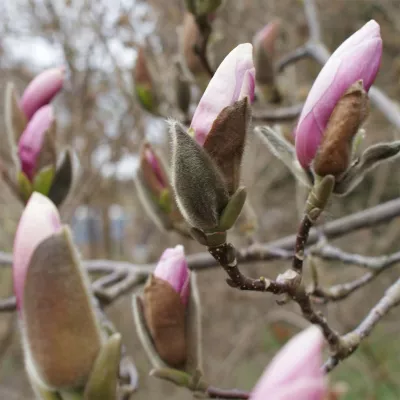 Magnolienblüte