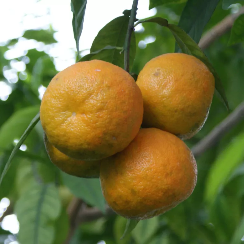 Mandarine rot