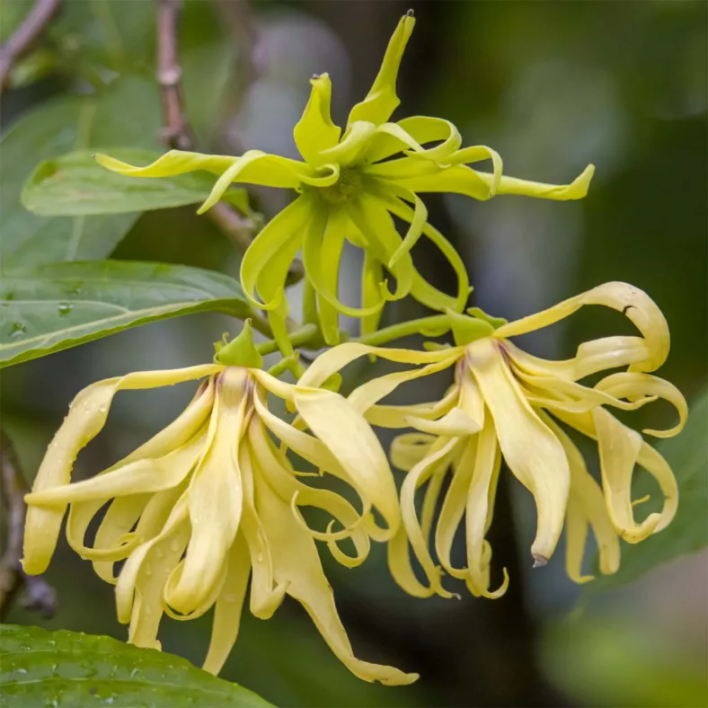 Ylang Ylang complete