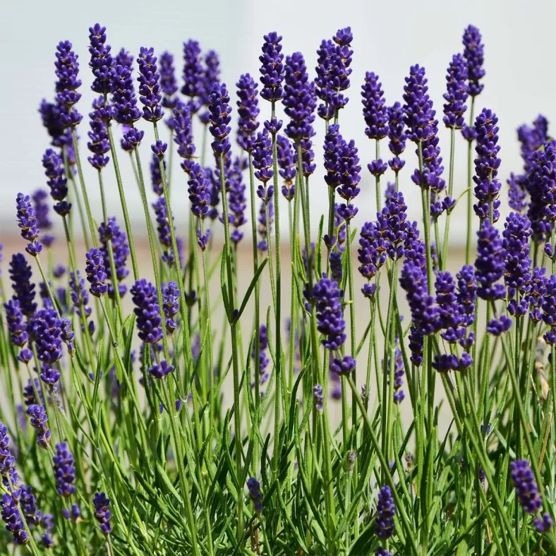 Lavendel kroatisch