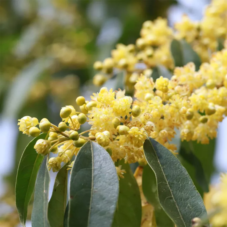 Litsea Cubeba