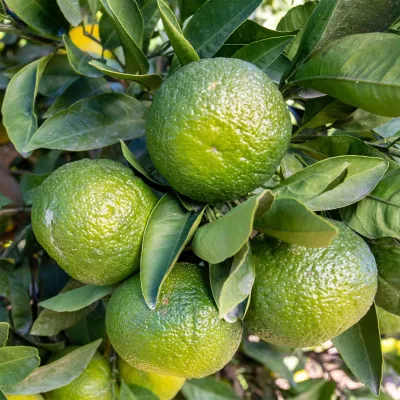 Mandarine grün