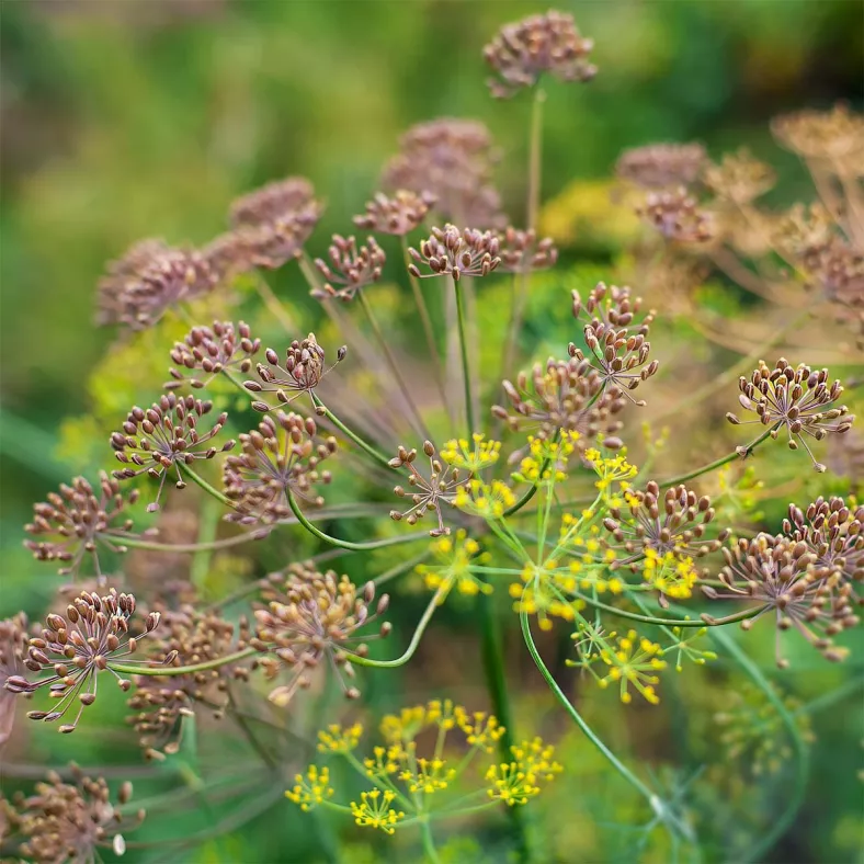 Fenchel süß