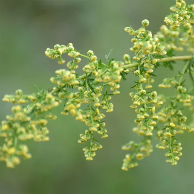 Artemisia annua (einjähriger Beifuß)