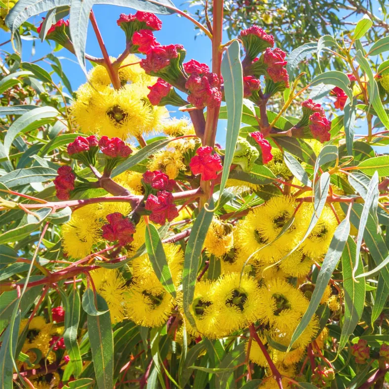 Eucalyptus citridiora1