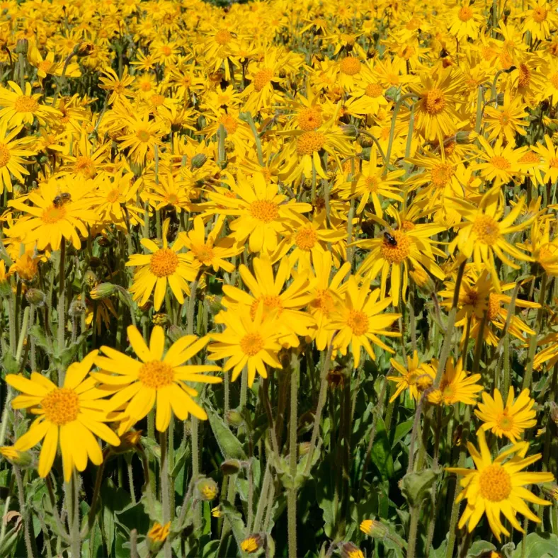 Arnikaextrakt (Arnica montana)