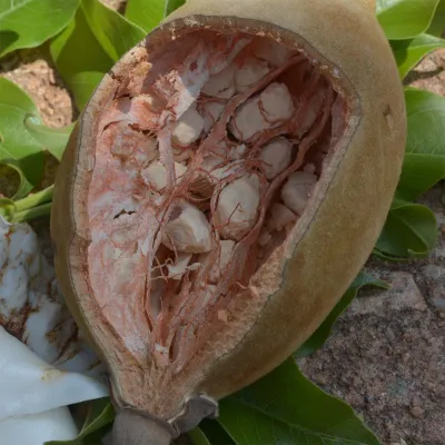 Baobaböl organic kaltgepresst