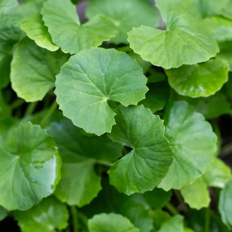 Centellaöl organic - Mazerat in Mandelöl