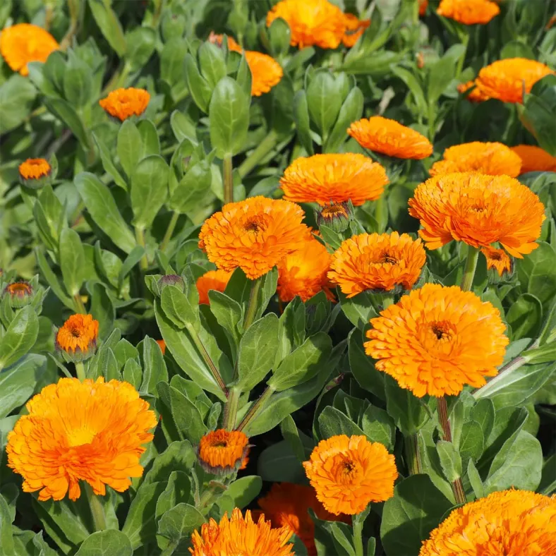 Calendulaextrakt Ringelblume