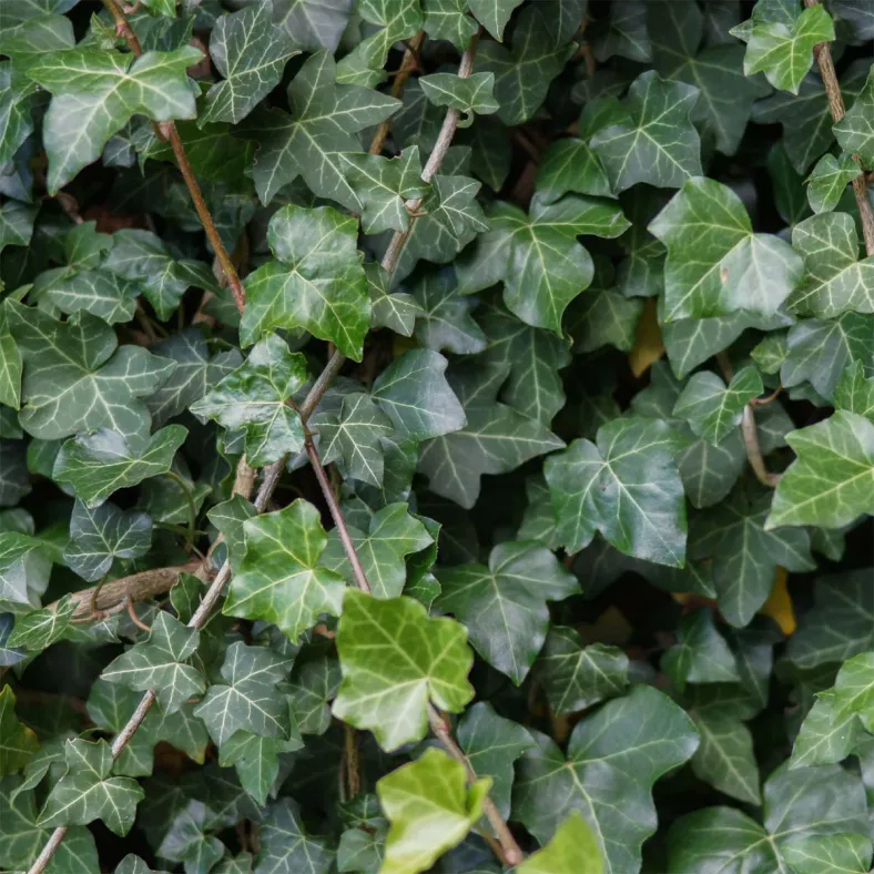 Efeuextrakt (Hedera helix)