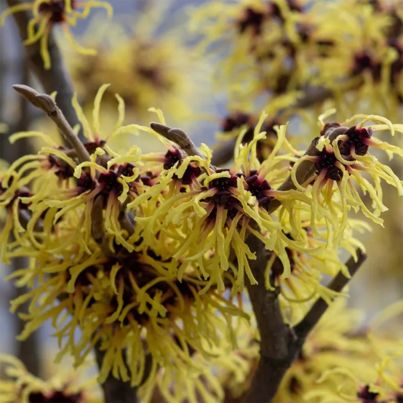 Hamamelisextrakt (Hamamelis virginia)