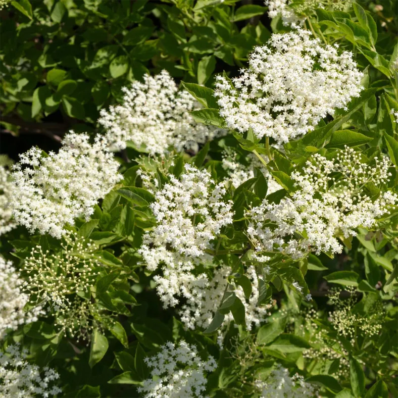 Holunderextrakt (Sambucus nigra)