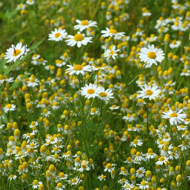 Kamillenextrakt (Matricaria recutita)