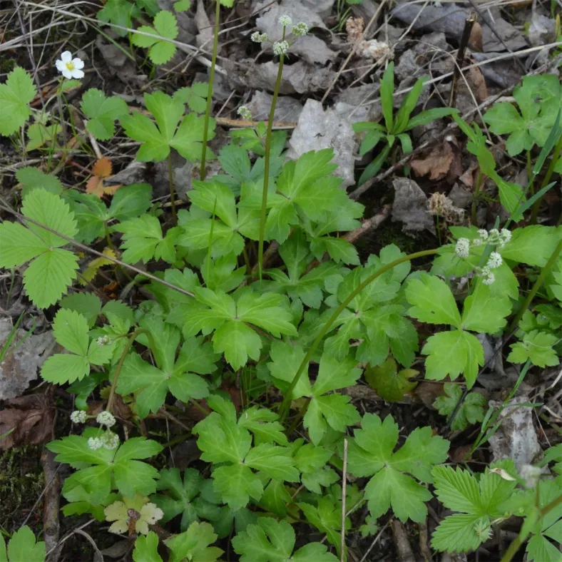 Sanikelextrakt (Sanicula europaea)