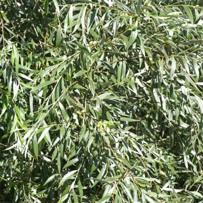 Silberweidenextrakt (Salix alba.)