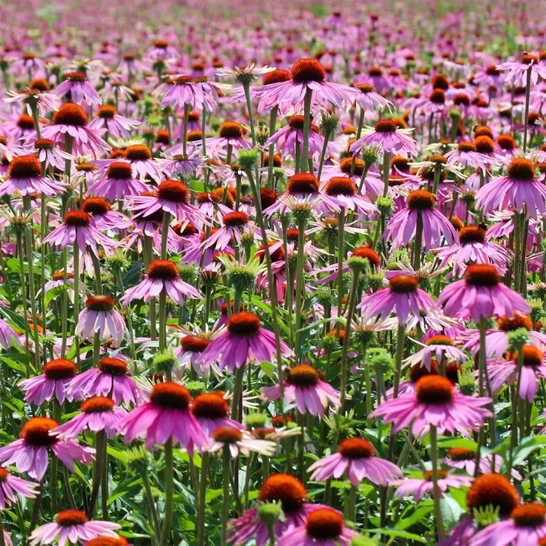 Sonnenhutextrakt (Echinacea)