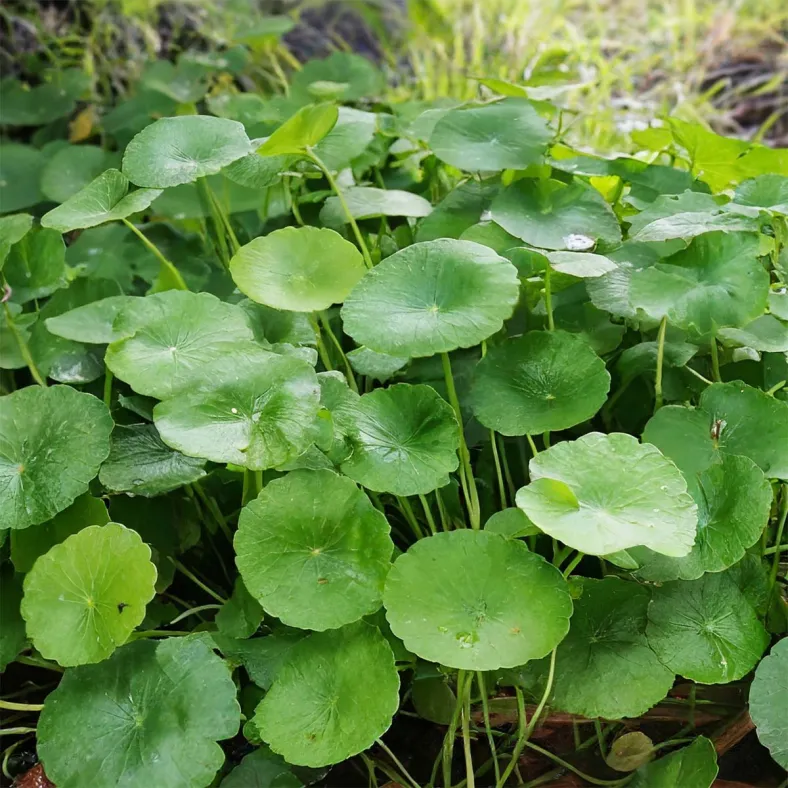 Tigerkrautextrakt/Centella (Hydrocotyla asiatica)