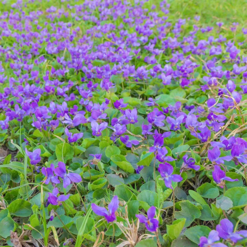 Veilchenextrakt (Viola odorata)