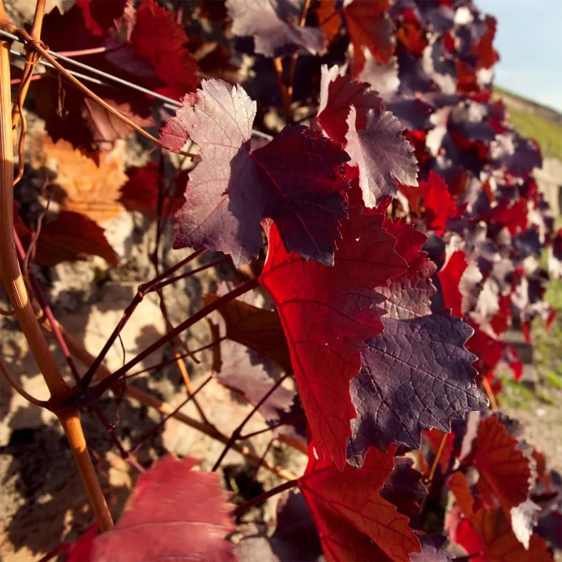 Weinlaubextrakt (Vitus vinifera)