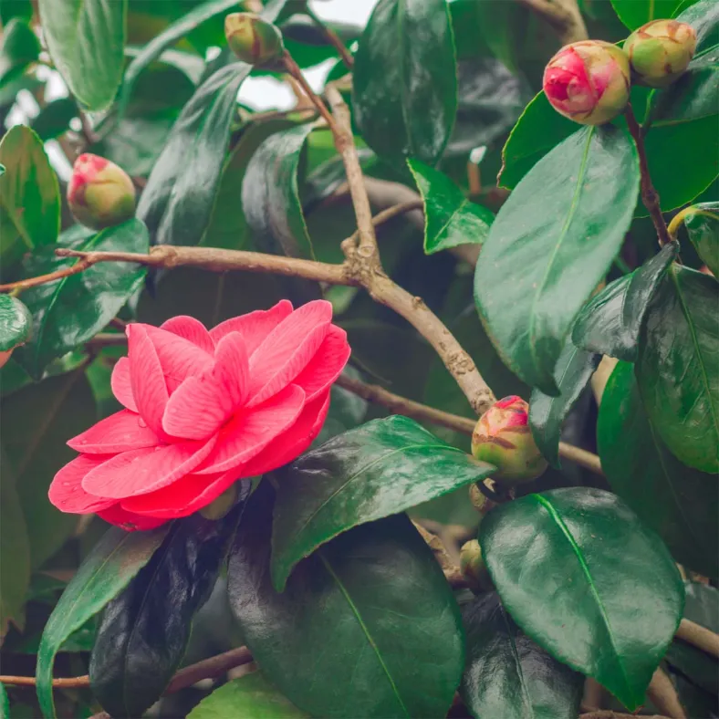 Camelliaöl organic (Teesamenöl) kaltgepresst