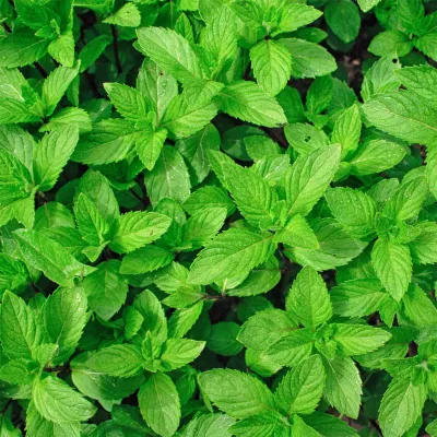 Pfefferminzwasser organic (Mentha piperita)