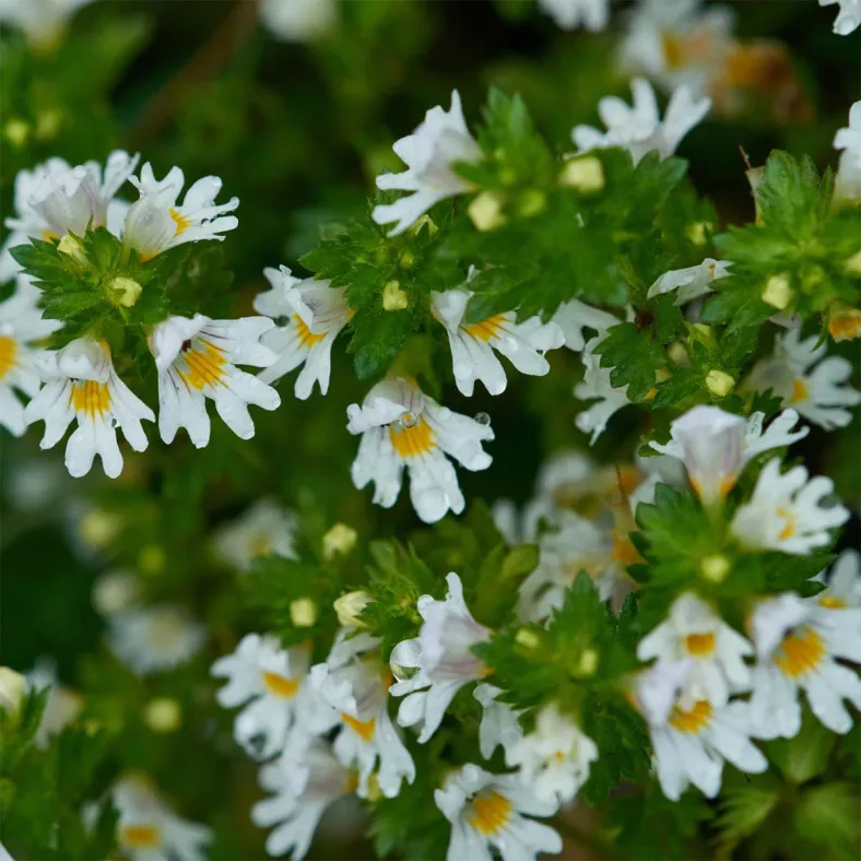 Augentrostextrakt (Euphrasia off.)