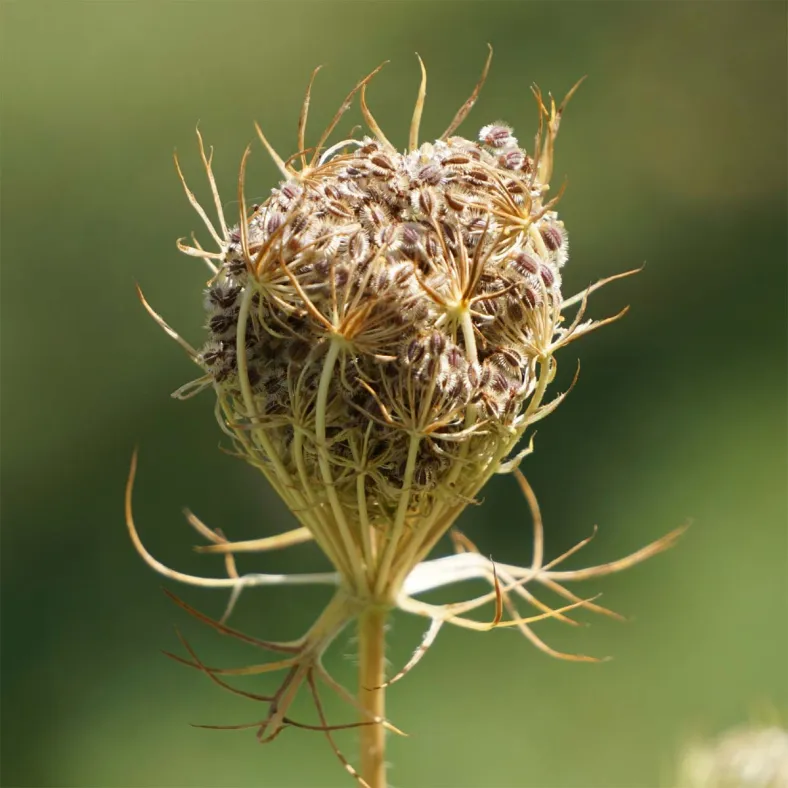 Karottenwasser organic (Daucus carota) extra hochwertig