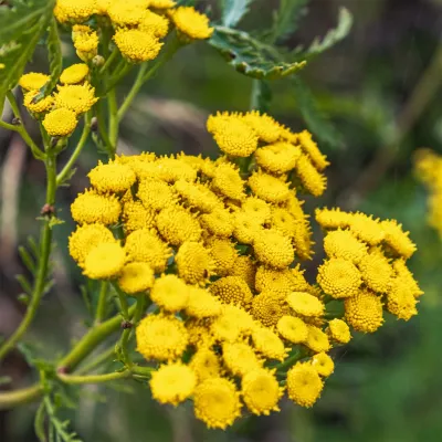 Blauer Rainfarn (Blue tansy)