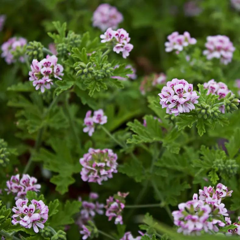 Geranium (Bourbon) extra