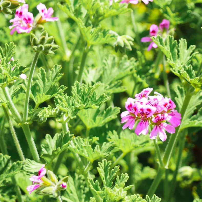 Geranium