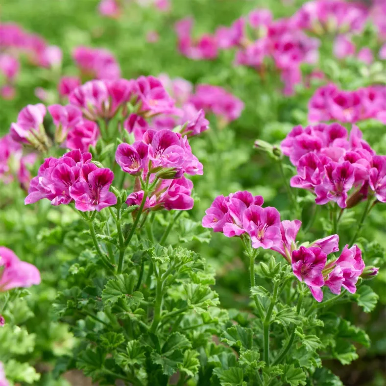 Geranium (Rosengeranie)