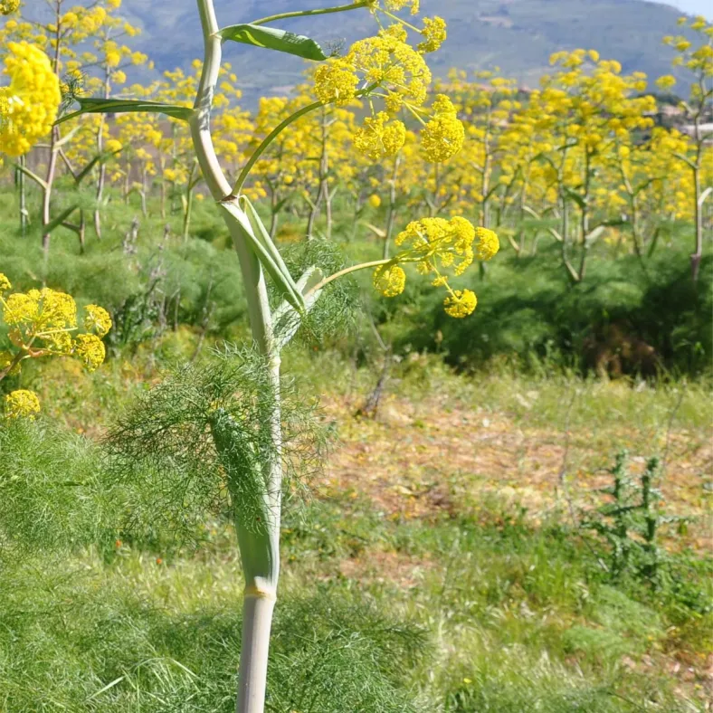 Galbanum