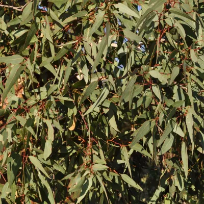 Eucalyptus smithii
