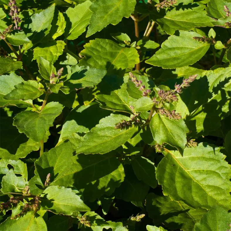 Patchouli