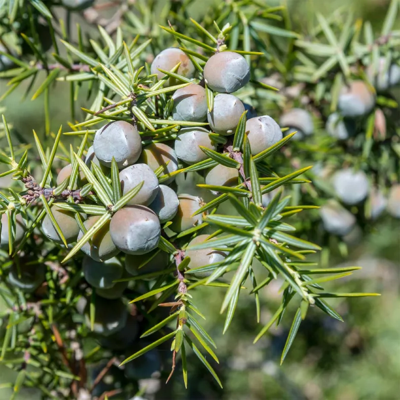 Wacholderbeere