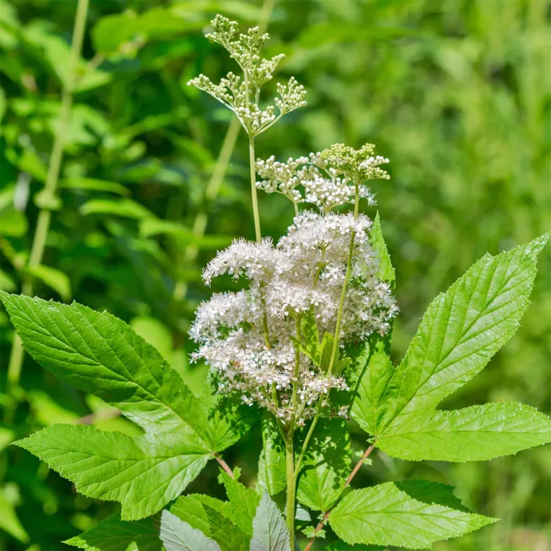 Wiesenkönigin