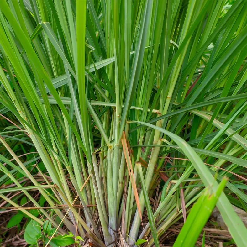 Melisse indicum