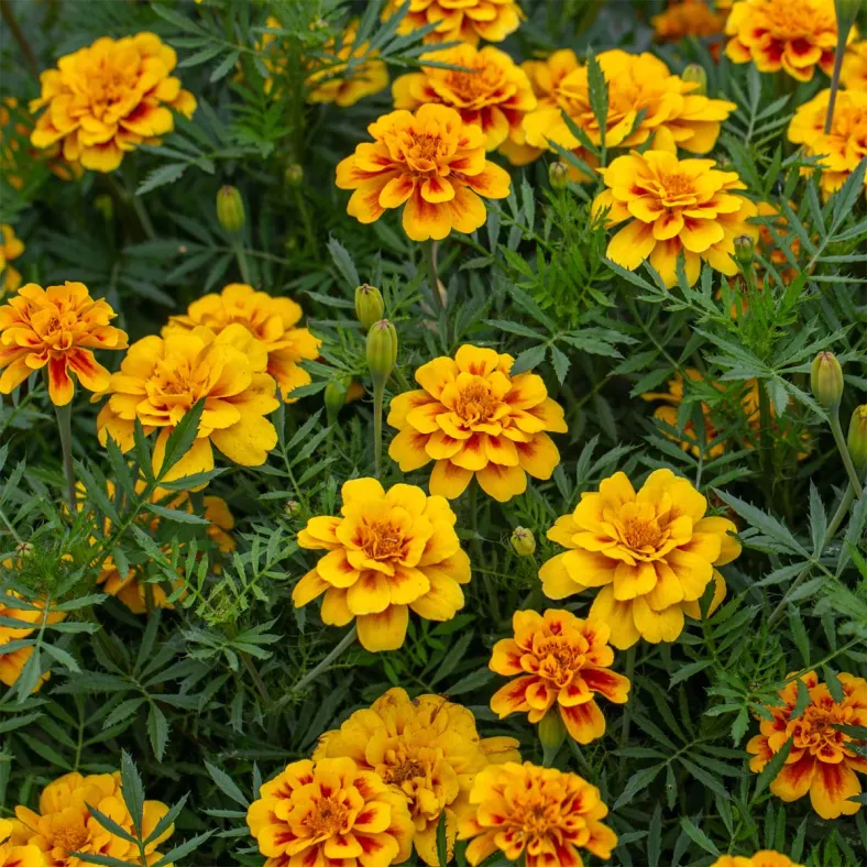 Tagetes extra